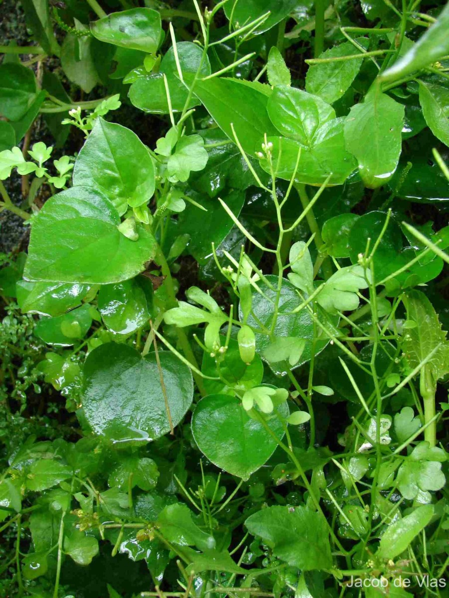 Cardamine hirsuta L.